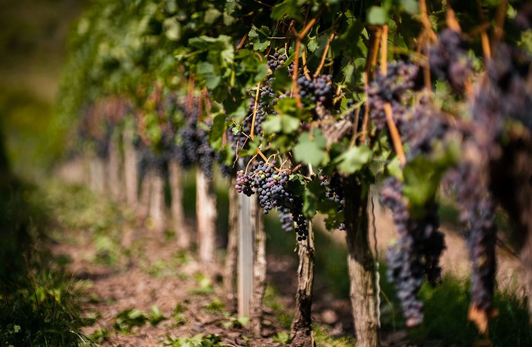 Mika Baumeister 4Gen9bddbwq Unsplash