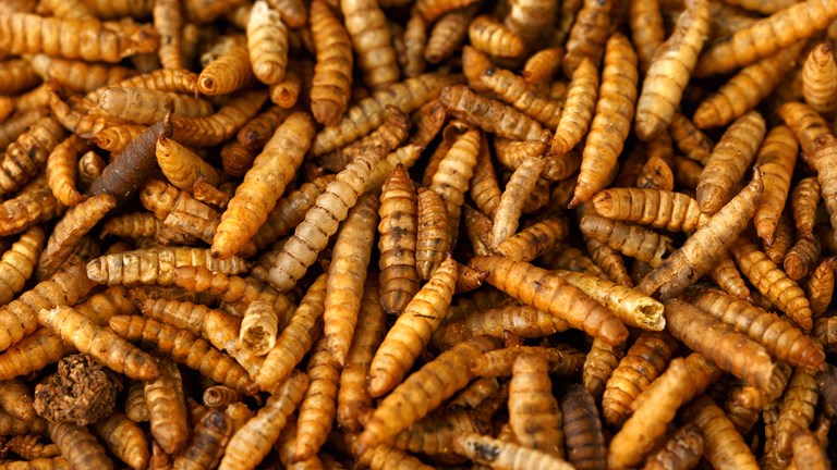 LA CAPITALE PIÙ FREDDA