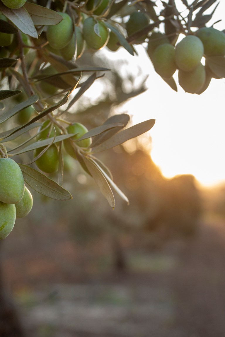 Living among almond  and olive trees