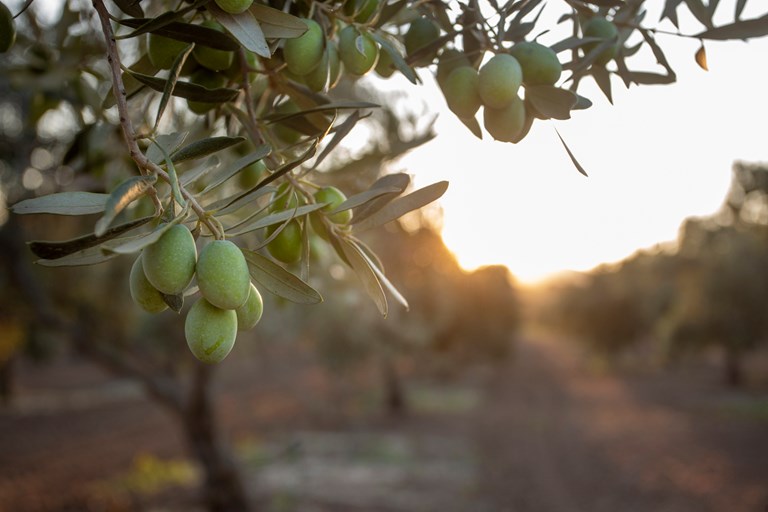 Living among almond  and olive trees